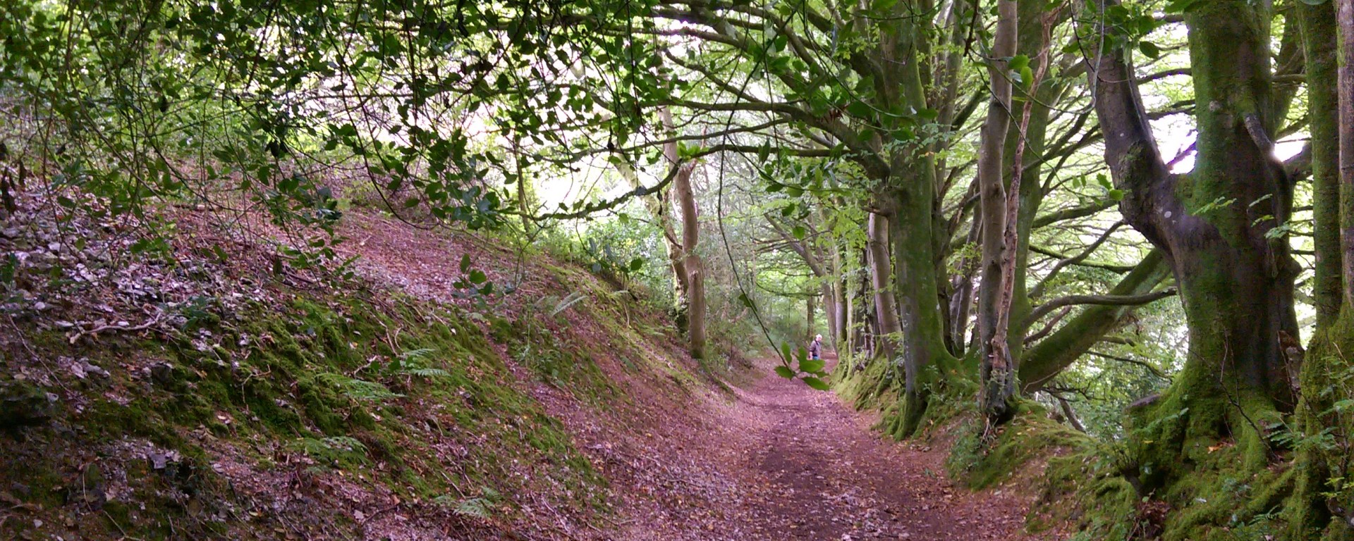 ex10 sidmouth salcombe hill woods left
